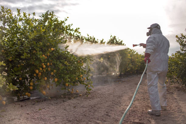 Best Rat Extermination Near Me  in Mclean, TX