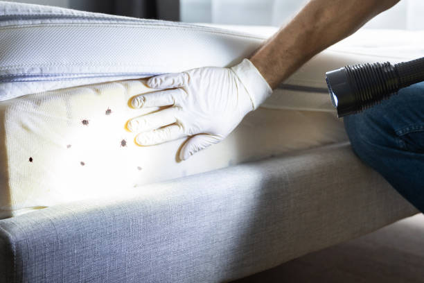 Best Termite Control Services  in Mclean, TX