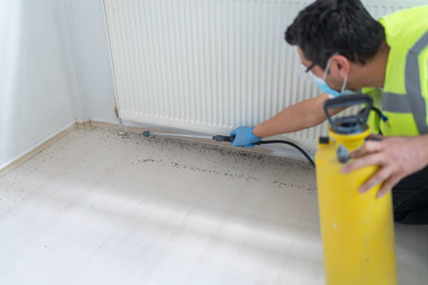 Best Flea Control Services  in Mclean, TX
